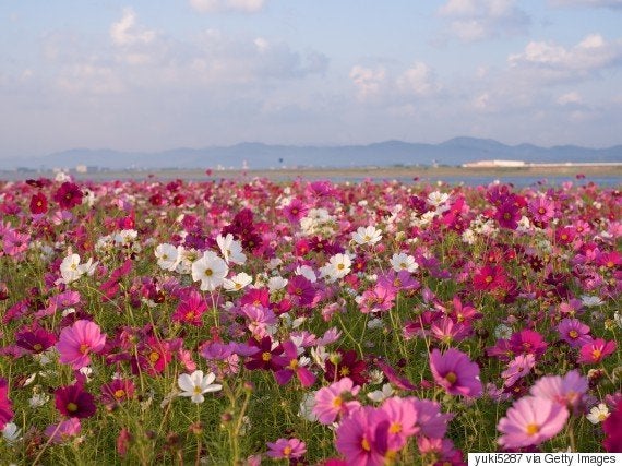 秋のコスモス畑がとってもきれい さあ 花散歩に出かけよう 画像 ハフポスト Life