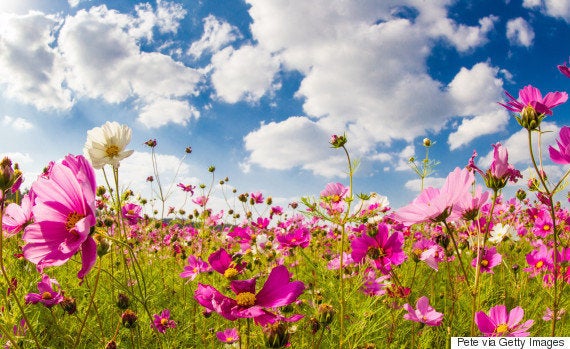 秋のコスモス畑がとってもきれい さあ 花散歩に出かけよう 画像 ハフポスト Life