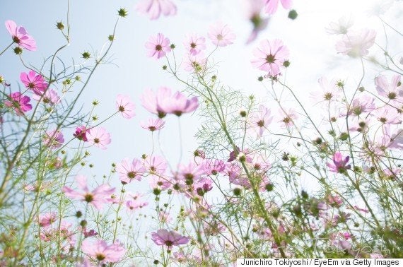 秋のコスモス畑がとってもきれい さあ 花散歩に出かけよう 画像 ハフポスト Life 秋のコスモス畑がとってもきれい さあ 花散歩に出かけよう 画像 ハフポスト Life