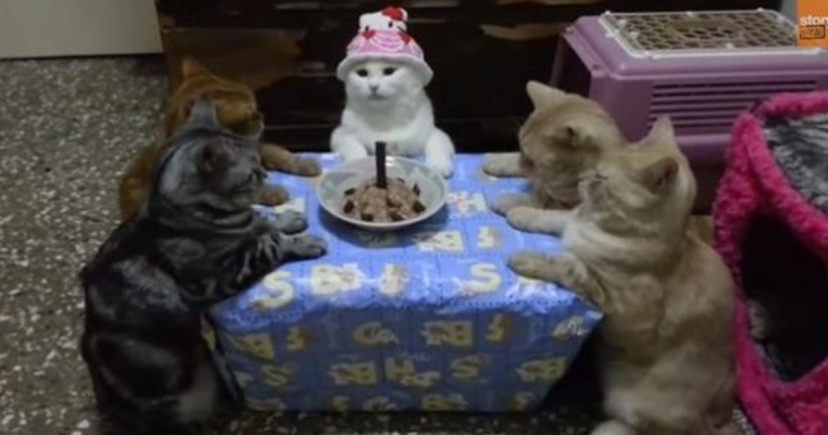 猫たちの誕生日パーティーが不思議すぎる（動画） | ハフポスト LIFE