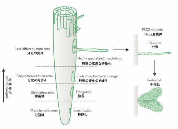 植物細胞の"分化の逆戻り"を制御する仕組みを発見 (著者インタビュー)