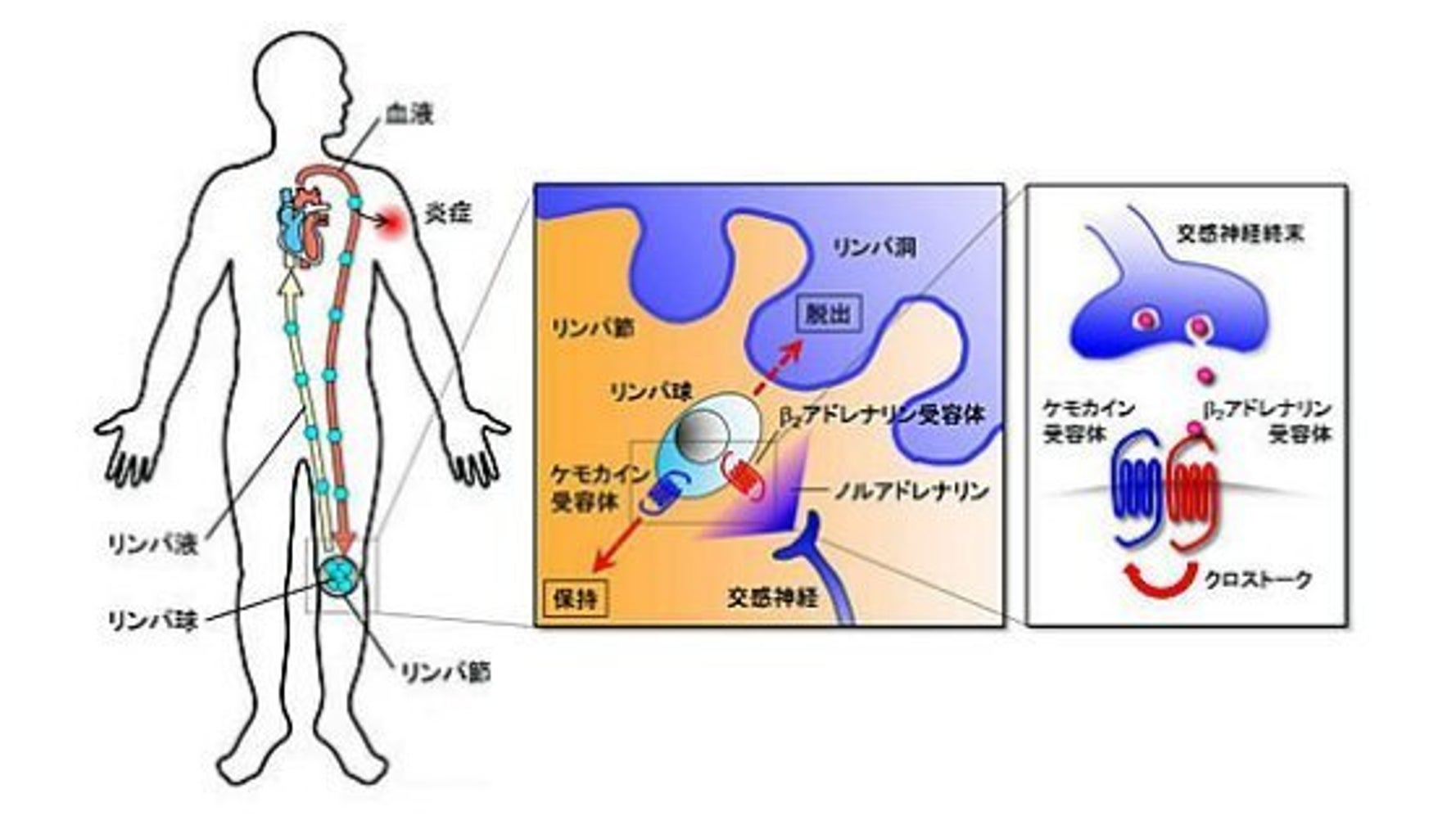 『病は気から』の仕組みの一端を実証 | ハフポスト LIFE