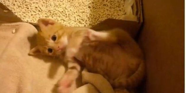 子猫のコマちゃん 30日間を30秒でまとめてみた 動画 ハフポスト