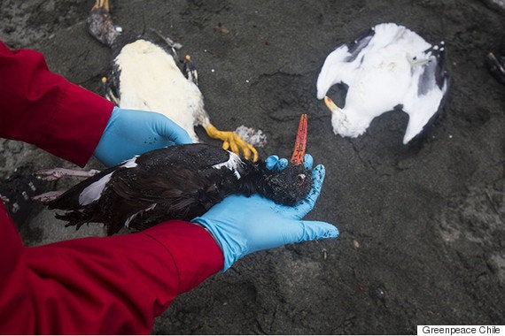 日本のスーパーで売られているチリ産の鮭を地元の人が食べない理由 ハフポスト