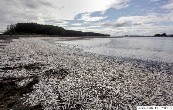 日本のスーパーで売られているチリ産の鮭を地元の人が食べない理由 ハフポスト