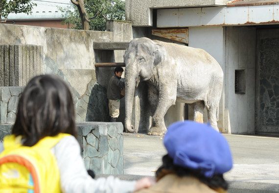 動物園から姿を消すゾウ 未来の子どもたちは国内で見られない可能性も ハフポスト