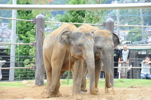 動物園から姿を消すゾウ、未来の子どもたちは国内で見られない可能性も