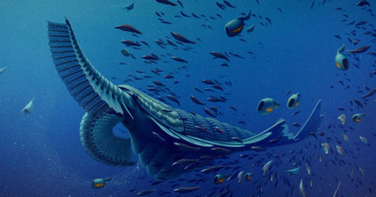 巨大なアノマロカリスの化石 美麗 関山動物群 本物保証