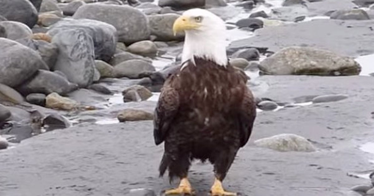 ワシは こうやって歩くんじゃよ 動画 ハフポスト