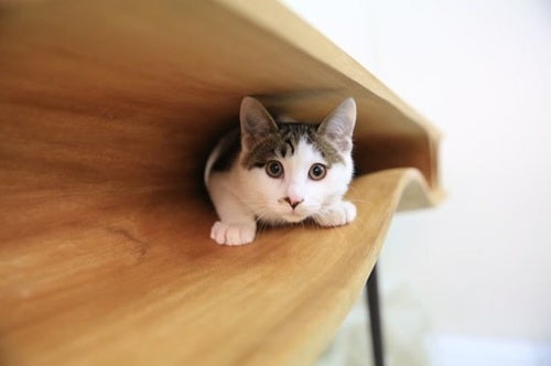 猫と共に暮らすダイニングテーブルを、デザインするとこうなる