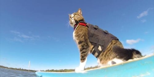 この猫はサーフィンもスケートボードもする 大切な使命があるから LIFE