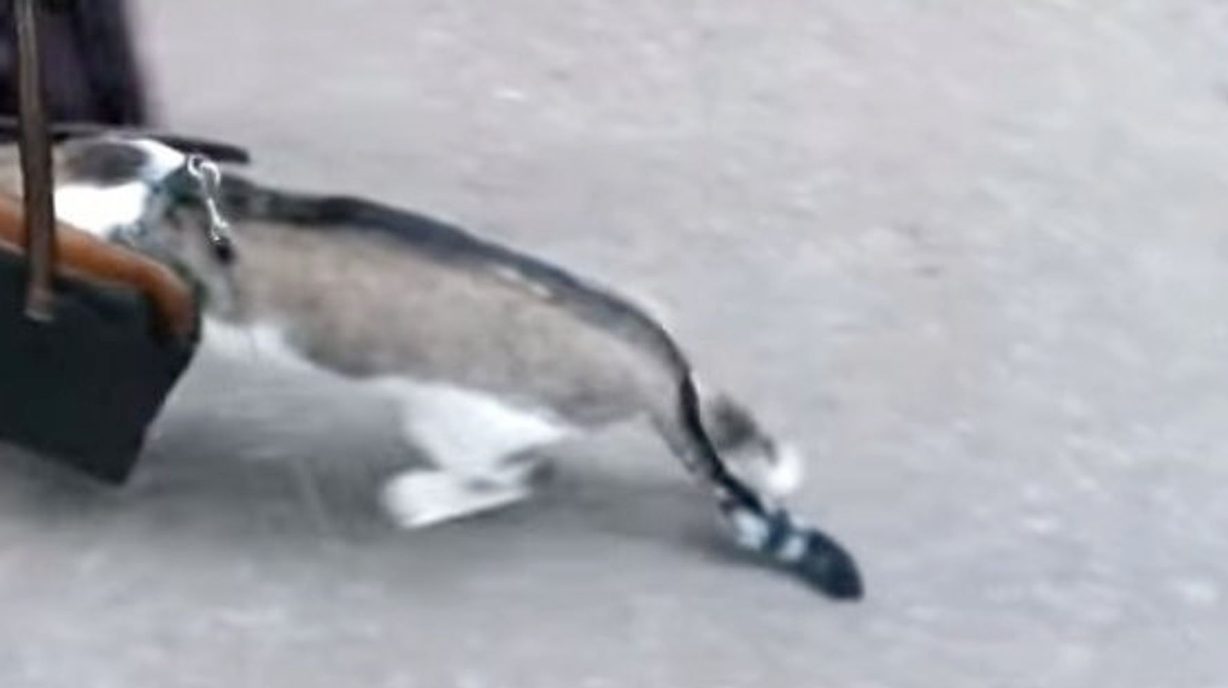 猫の散歩 どうしてこうなった 動画 ハフポスト Life 猫の散歩 どうしてこうなった 動画 ハフポスト Life