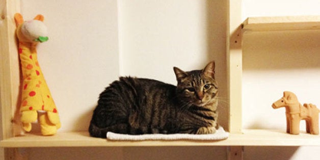 DIYでマンションにキャットウォークを作ってみた  ハフポスト LIFE