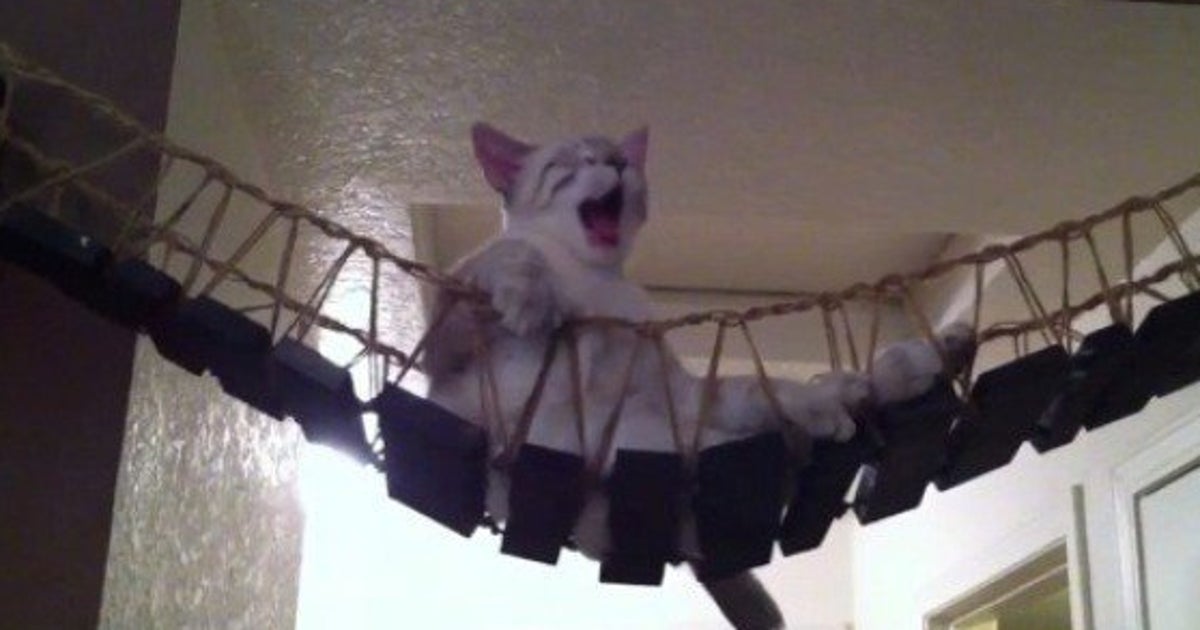 動画で見る「インディ・ジョーンズの吊り橋」に乗る猫、全力でダメ