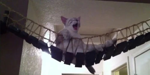 猫の吊り橋 動画で見る「インディ・ジョーンズの吊り橋」に乗る猫、全力でダメ