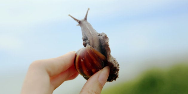 Girl in the hands of a snail