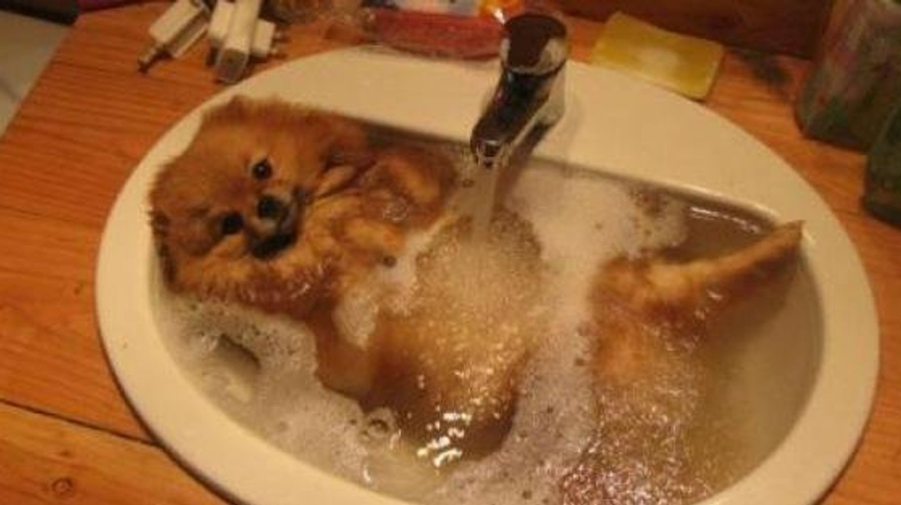お風呂だいすき！な動物の画像集 ハフポスト LIFE