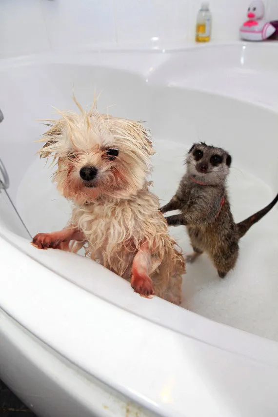 お風呂だいすき な動物の画像集 ハフポスト Life