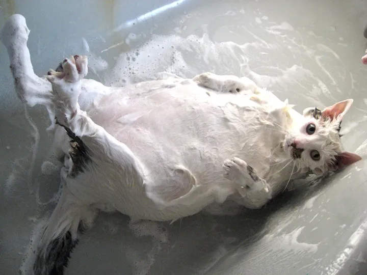 お風呂だいすき な動物の画像集 ハフポスト Life