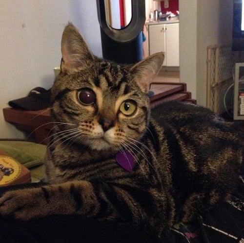 宇宙人のような猫がいた。吸い込まれそうなマチルダの瞳（動画・画像