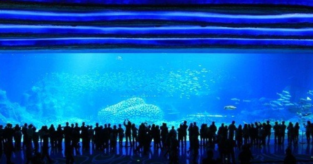 中国にオープンした 世界最大の水族館 画像集 ハフポスト
