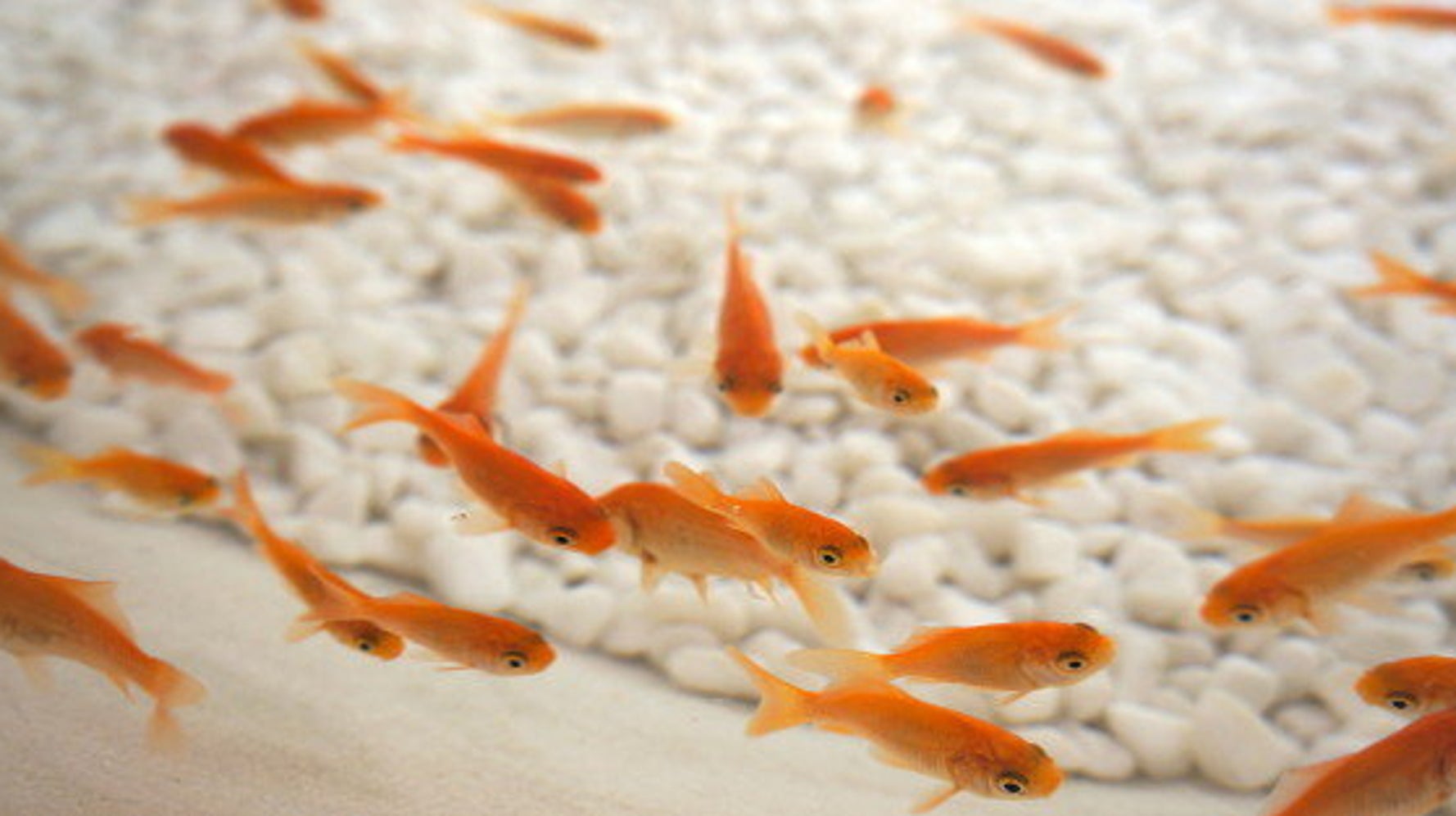 5c634acc360000690d6a67c9.jpeg?