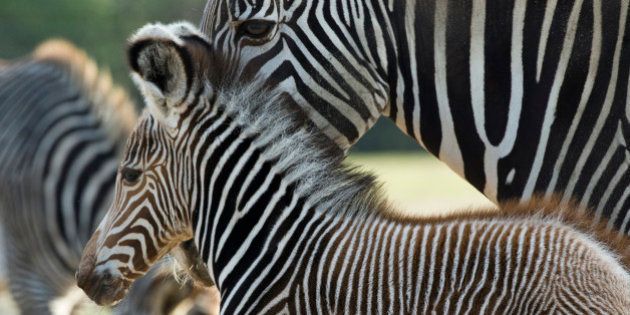 Five-day-old Imperial zebra (aka Grevy zebra) 'Heinrich' stays close to his mother Kianga (back) at his enclosure at Berlin's Tierpark zoo November 12, 2013. The Grevy's zebra is considered endangered. Its population was estimated to be 15,000 in the 1970s and by the early 21st century the population was lower than 3,500, a 75% decline. AFP PHOTO / JOHN MACDOUGALL (Photo credit should read JOHN MACDOUGALL/AFP/Getty Images)
