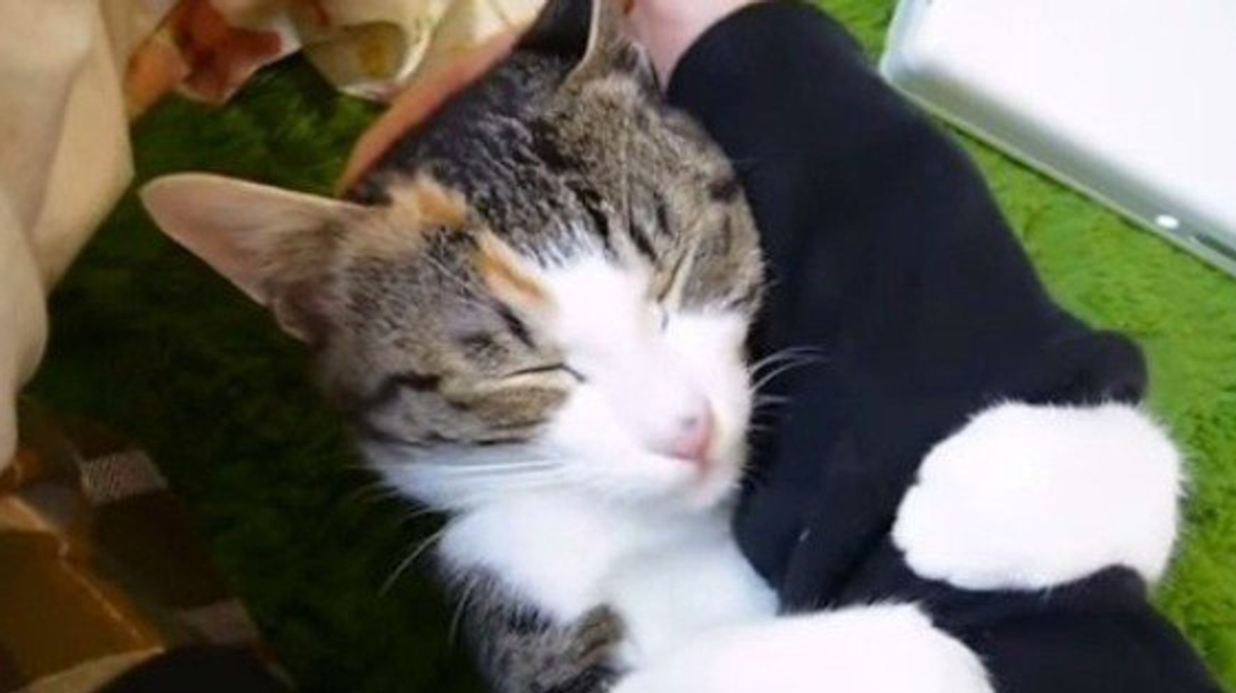 甘えモードの三毛猫、腕を抱きしめて恍惚の表情 | ハフポスト LIFE