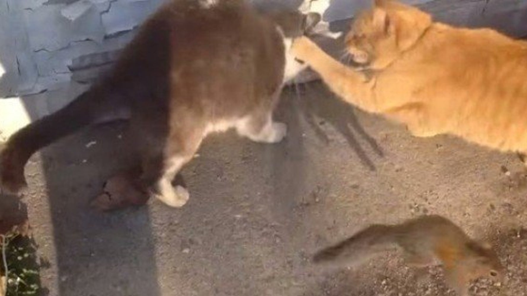 茶猫の後ろにいたハチワレ猫 なぜか子リスに濡れ衣を着せられる ハフポスト Life 茶猫の後ろにいたハチワレ猫 なぜか子リスに濡れ衣を着せられる ハフポスト Life