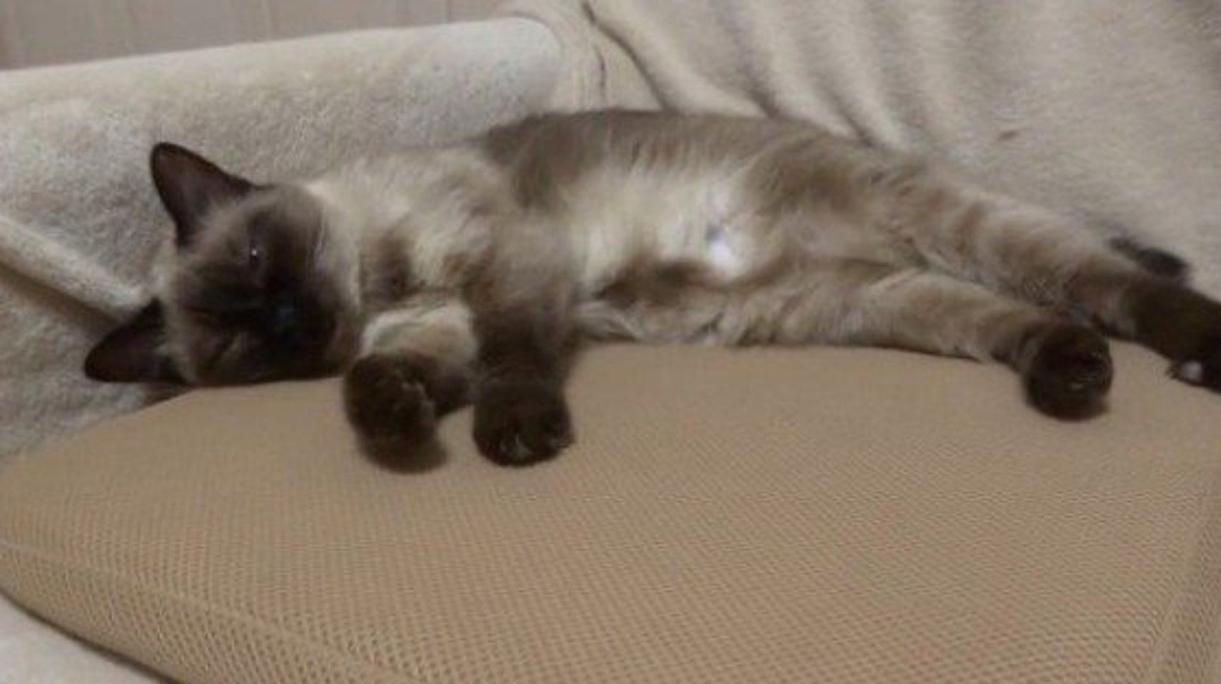 高反発マットで眠る猫 気持ちよすぎて高いびき ハフポスト Life 高反発マットで眠る猫 気持ちよすぎて高いびき ハフポスト Life