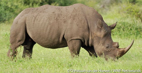 南アフリカでのサイ密猟が前年を上回る ハフポスト