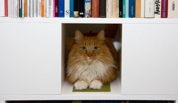 キャットタワー機能付き本棚、本を取る手が猫に伸びそう