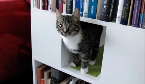 本棚の猫＊ イラスト(本棚型額縁+お座り猫) - インテリア・生活道具