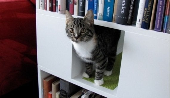 キャットタワー機能付き本棚、本を取る手が猫に伸びそう