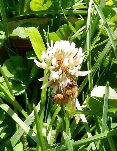 花粉を運ぶ生物の価値を初評価 年間26兆 65 兆円と推計 ハフポスト
