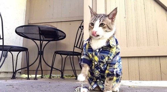 予想に違わずワンモアシング ベルを鳴らしておやつを得る猫 ハフポスト Life 予想に違わずワンモアシング ベルを鳴らしておやつを得る猫 ハフポスト Life