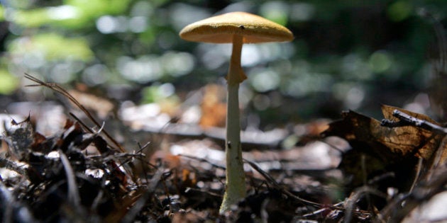 A Caesar's amanita mushroom is seen in Acra, N.Y., Wednesday, Aug. 20, 2008. (AP Photo/Mike Groll)