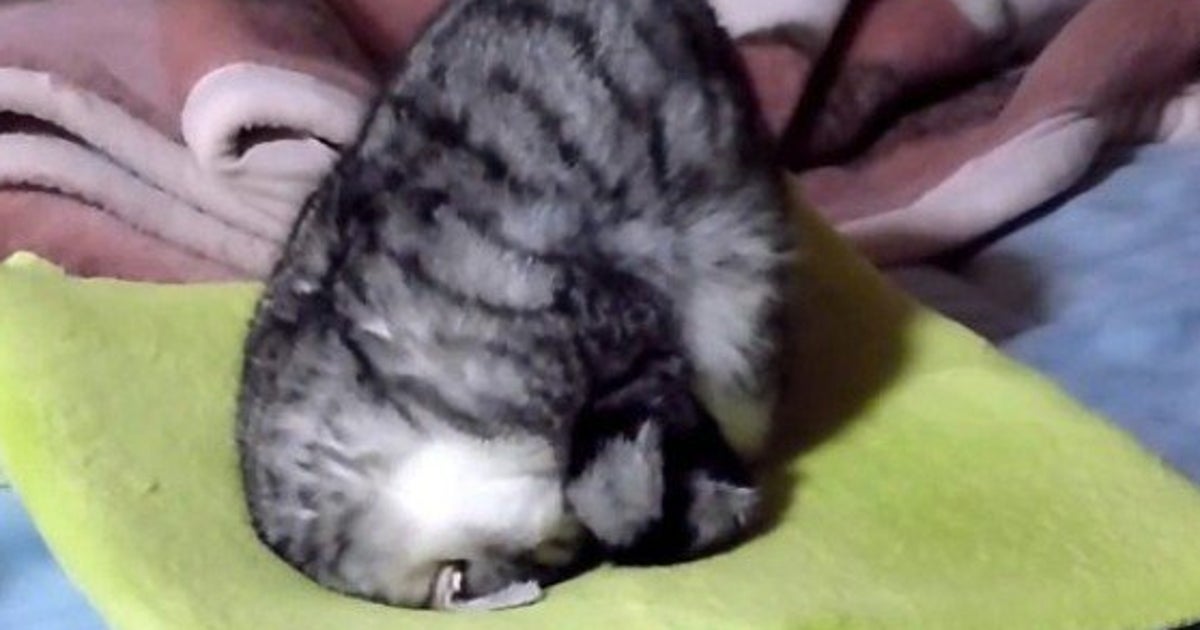座布団で ごめん寝 をする猫 まるでオニギリの形に ハフポスト 座布団で ごめん寝 をする猫 まるでオニギリの形に ハフポスト