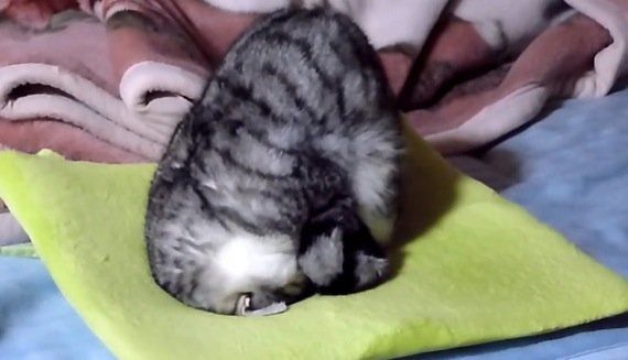 座布団で ごめん寝 をする猫 まるでオニギリの形に ハフポスト