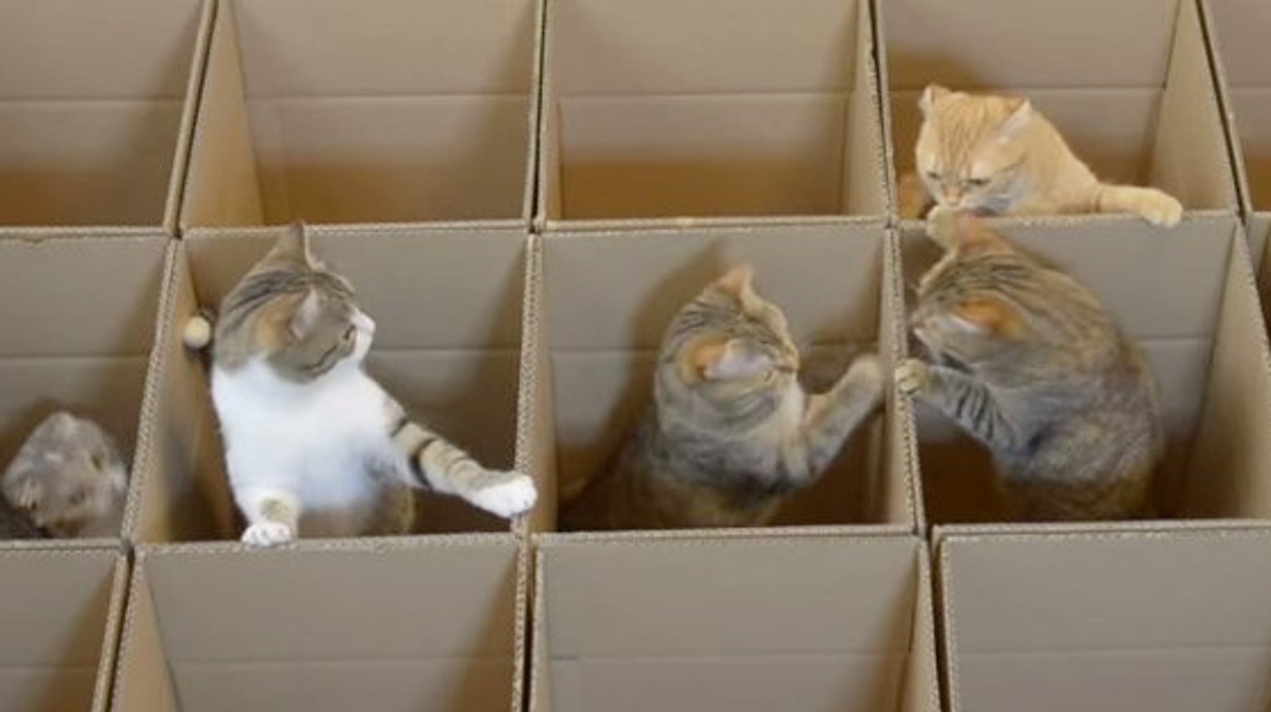 猫たちが 段ボールの迷路に迷い込んだ 動画 ハフポスト Life