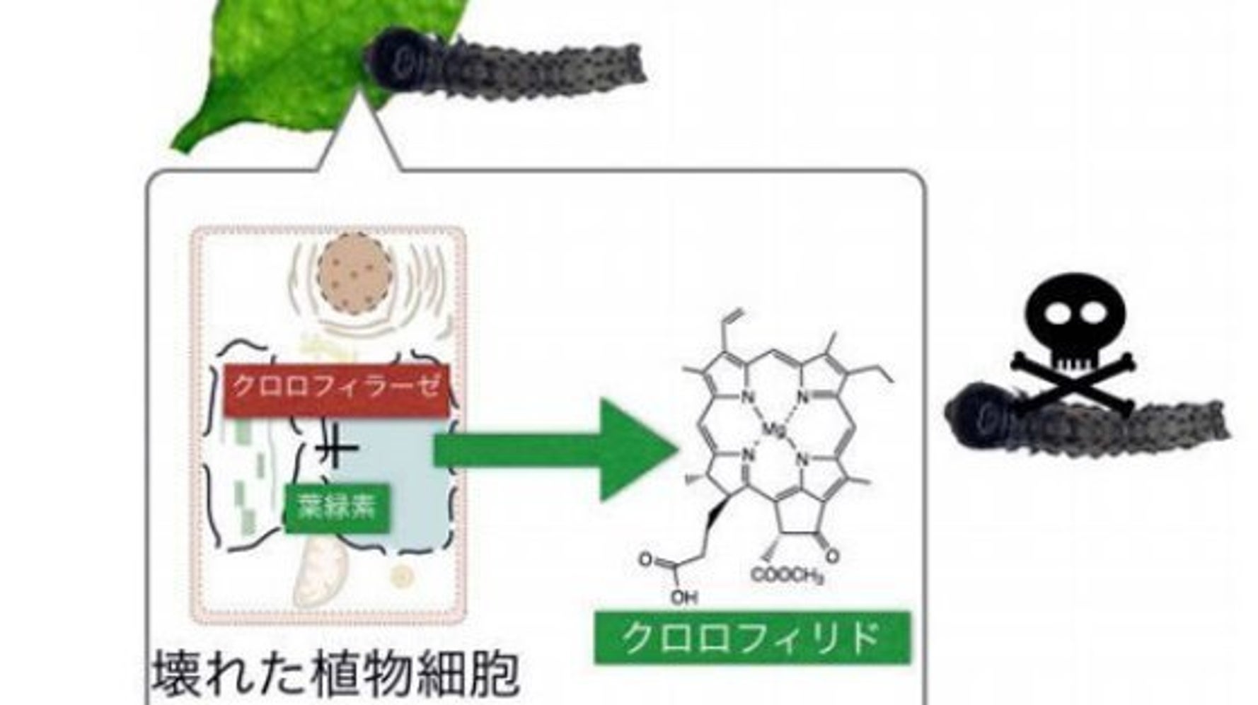 植物は害虫からの防御に葉緑素も活用 ハフポスト News