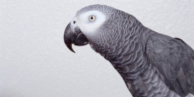 ヨウムの国際取引を禁止へ 言葉を覚えるのが得意な大型インコ ハフポスト