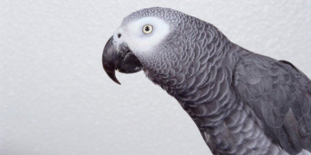 African Grey Parrot