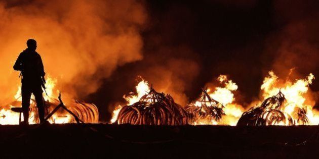 TOPSHOT - A Kenya Wildlife Services (KWS) ranger stands guard in front illegal stockpiles of burning elephant tusks at the Nairobi National Park on April 30, 2016.Eleven giant pyres of tusks were set alight Saturday as Kenya torched its vast ivory stockpile in a grand gesture aimed at shocking the world into stopping the slaughter of elephants. Lighting the fire in Nairobi's national park, Kenyan President Uhuru Kenyatta demanded a total ban on trade in ivory to end the 'murderous' trafficking and prevent the extinction of elephants in the wild. / AFP / CARL DE SOUZA (Photo credit should read CARL DE SOUZA/AFP/Getty Images)