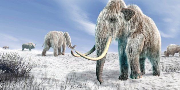 マンモスを2年以内に再生できる と表明 絶滅動物の復活に批判の声も ハフポスト