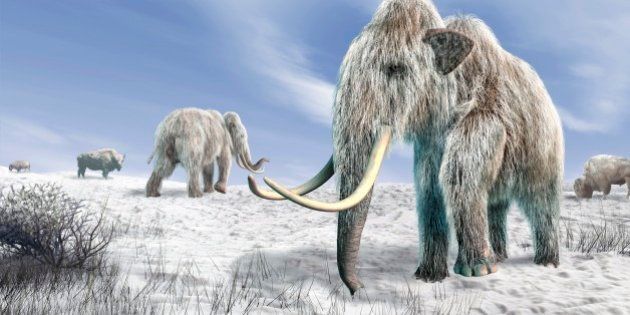 Woolly mammoths. Computer artwork of woolly mammoths (Mammuthus primigenius) and bison (Bison bison) in a snow-covered field.
