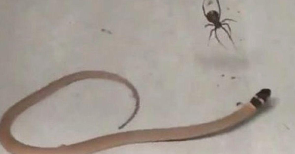 毒グモがヘビを一刺しで仕留めた瞬間 動画 ハフポスト