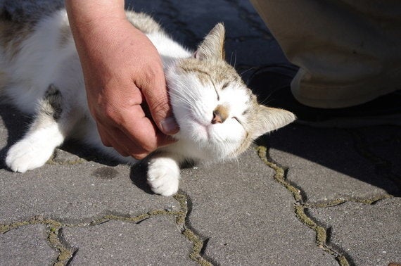 ネコは地球を救う だからまずは猫を救う ネコ市ネコ座ってなんだ ハフポスト Life