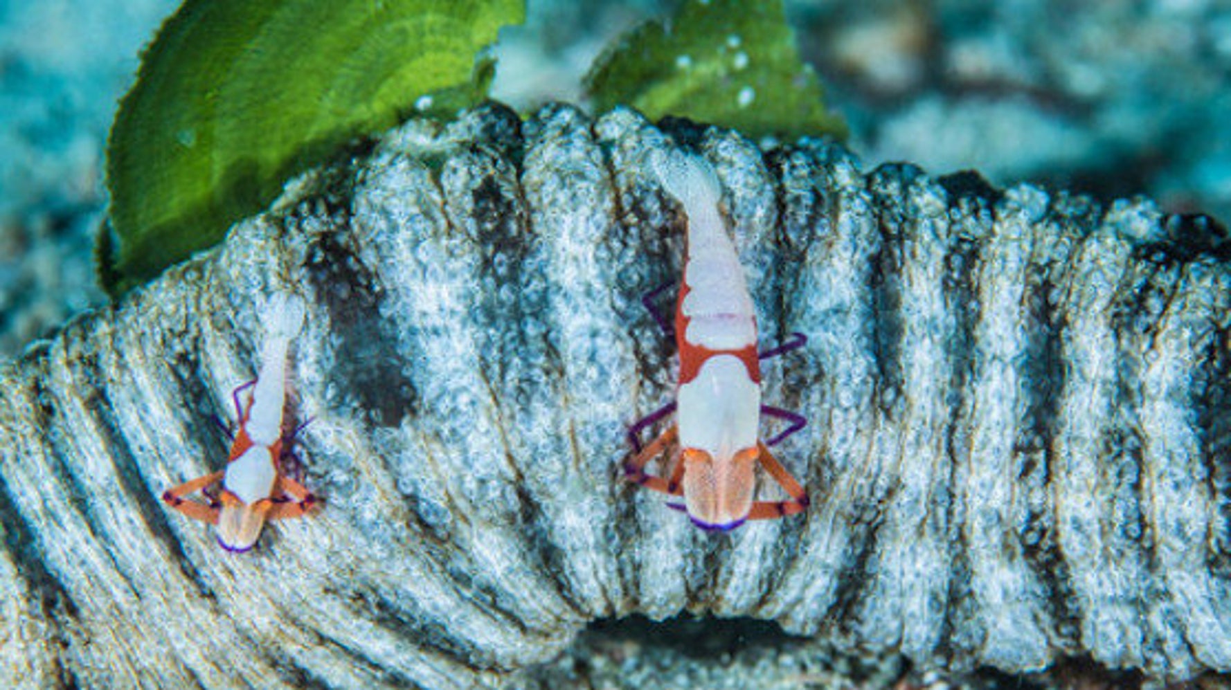 ウミウシに隠れていないカクレエビ パプアニューギニア 古見きゅう 連載第５弾 ハフポスト Life