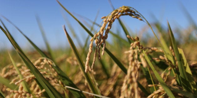 Rice grows in a paddy field in Sakura, Chiba Prefecture, Japan, on Tuesday, Aug. 27, 2013. Japan is self-sufficient in rice as the government imposes high tariffs on imports. Photographer: Tomohiro Ohsumi/Bloomberg via Getty Images